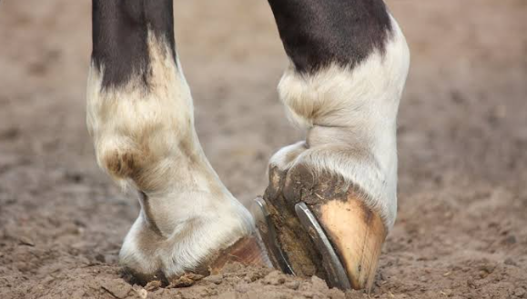 Causes of Cracked Hooves