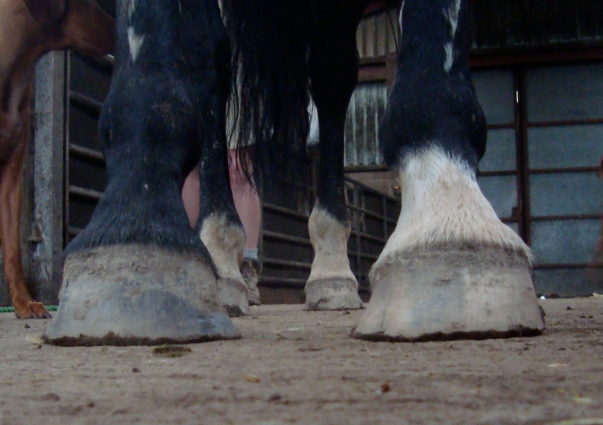 Unbalanced Horse Hooves