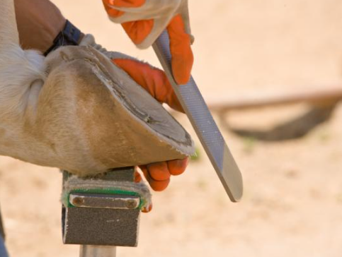 Barefoot Horse Hoof Care Tips