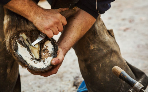 Barefoot Hoof Care Guide
