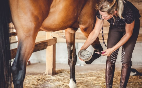 When to Trim Horse Hooves