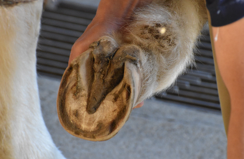 Healthy Horse Hooves Guide