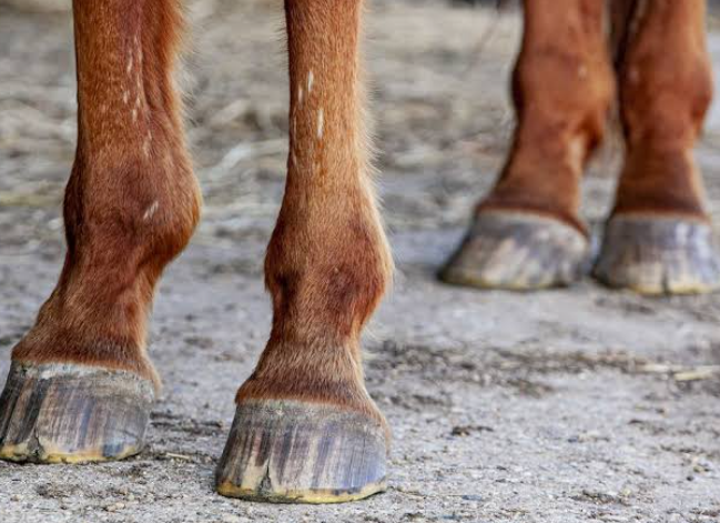 Cracked Horse Hooves