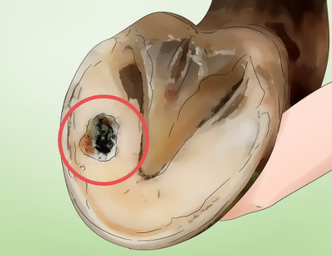 How Often to Clean Horse Hooves