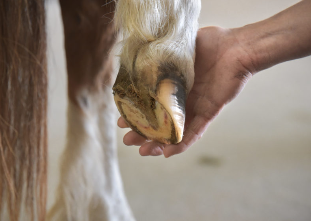 How to Fix Overgrown Hooves