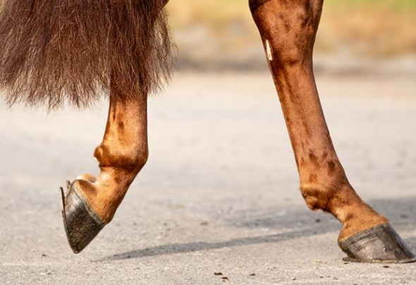 Nutrition for Healthy Hooves
