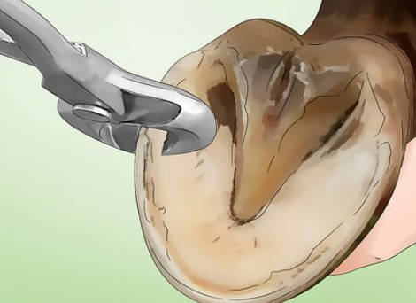 How to Clean Horse Hooves