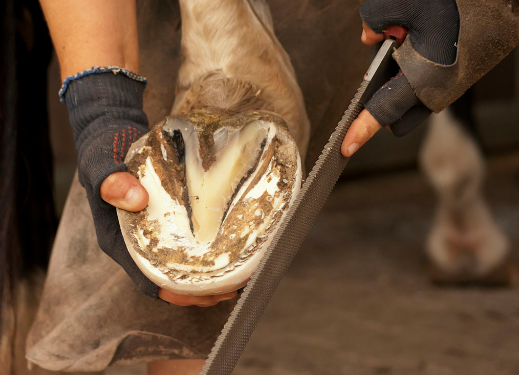 Horse Hoof Care Checklist
