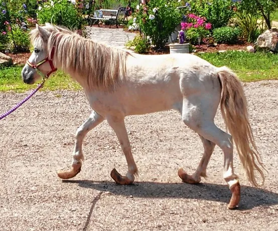 Overgrown Horse Hooves