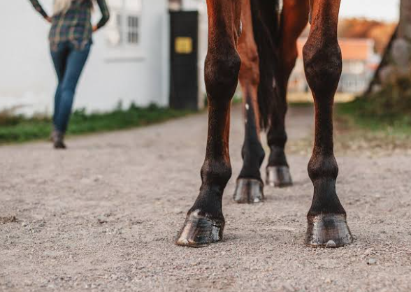 Slow Hoof Growth in Horses