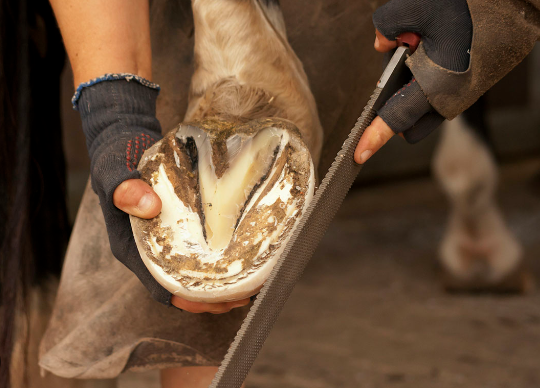 Basic Horse Hoof Care Tips