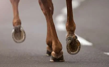 Does Every Horse Need Shoes