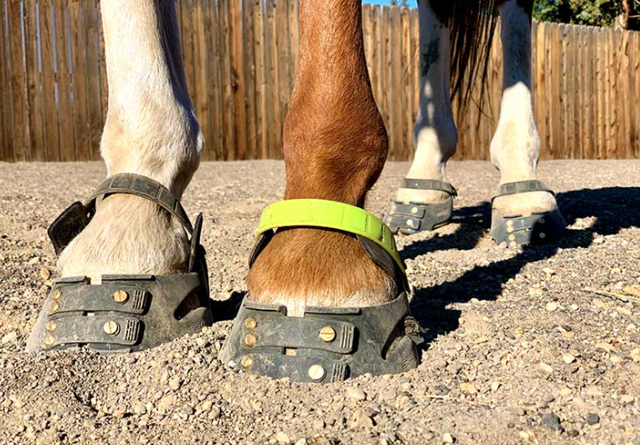 Horse Shoes vs Barefoot