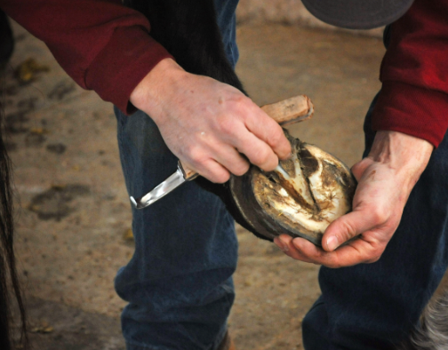 Farrier Visit Preparation