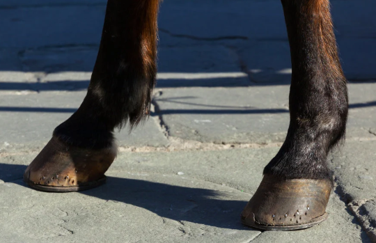 When to Call a Vet for Hooves