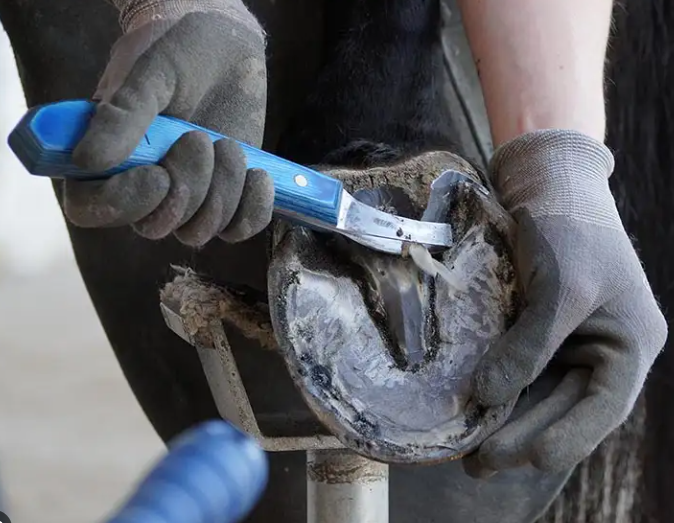 Hoof Knife Safety Tips