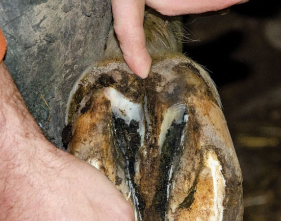 How to Prevent Hoof Thrush