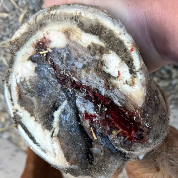 Thrush in Horse Hooves