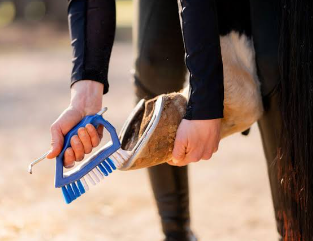 Basic Hoof Pick Guide