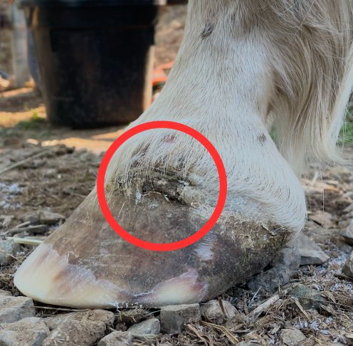 Hoof Abscess in Horses