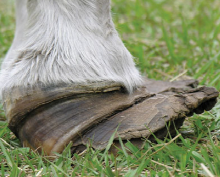 Founder in Horses Explained