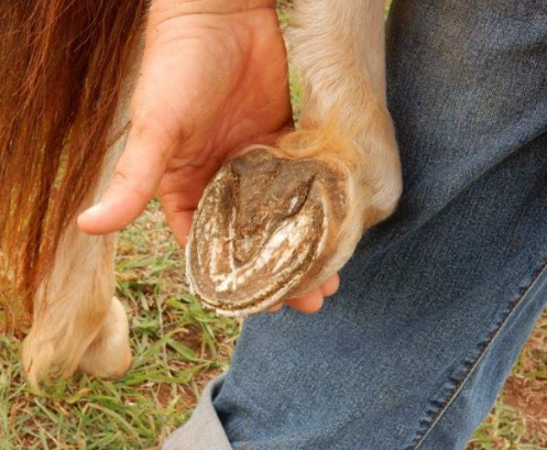 Early Signs of Laminitis