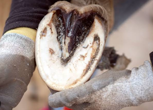 Hoof Bruises in Horses