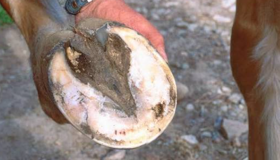 What Causes Hoof Abscesses