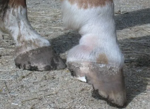Signs of a Hoof Abscess