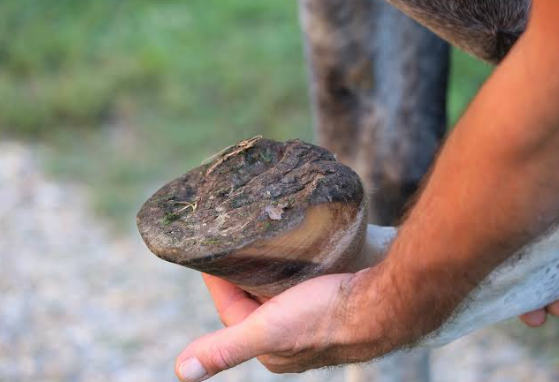 Rocky Ground Hoof Care