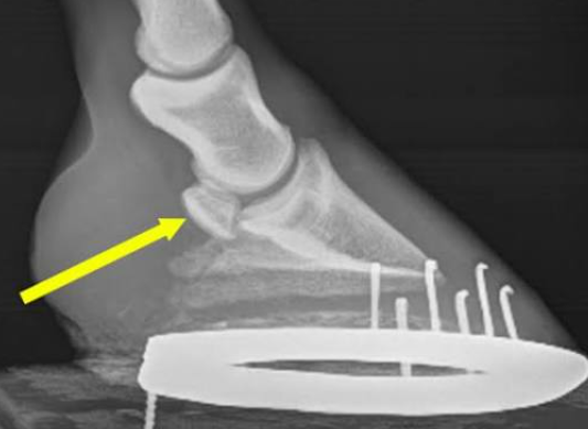 Navicular Hoof Care Tips
