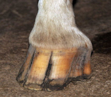 Lameness and Hoof Problems