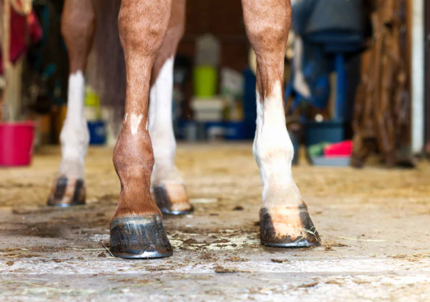 Protein and Horse Hoof Health