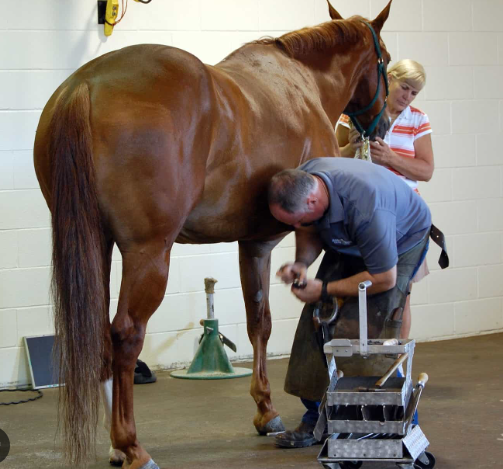 Questions to Ask Your Farrier
