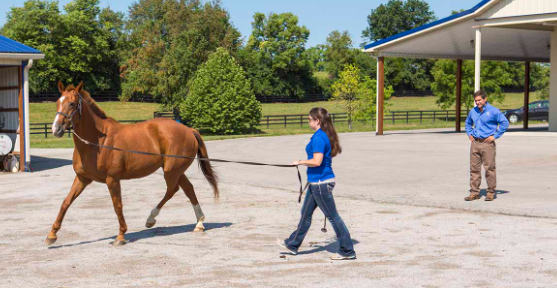 Why Is My Horse Limping
