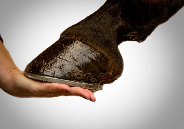 Do Hoof Supplements Work