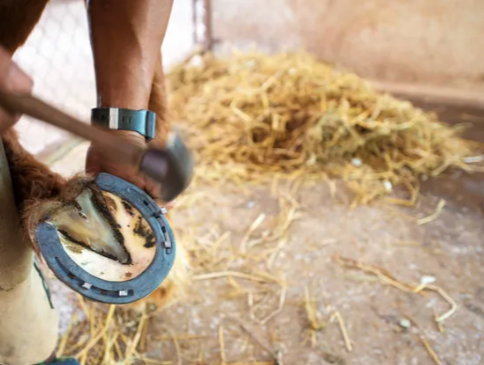 How to Choose a Farrier