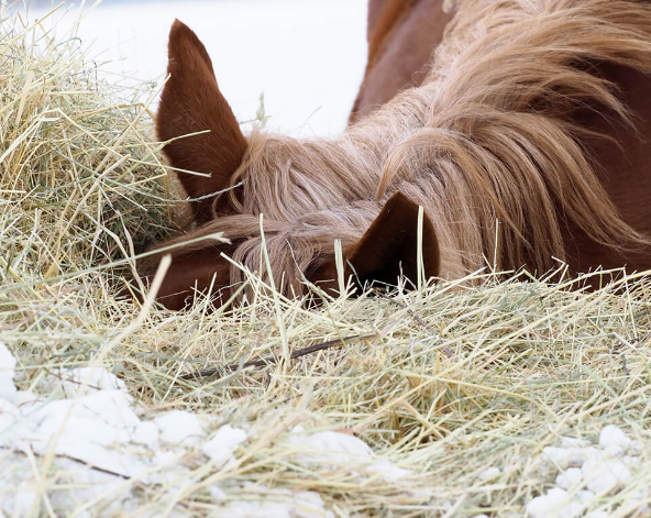 Horse Hoof Supplements Guide