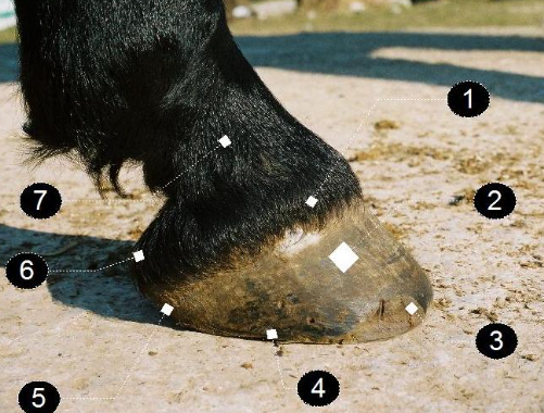 Parts of a Horse Hoof