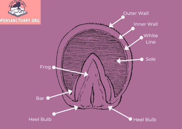 Horse Hoof Anatomy Explained