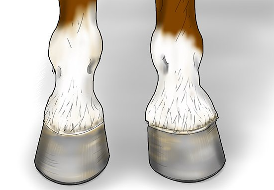 Rasping Horse Hooves Basics