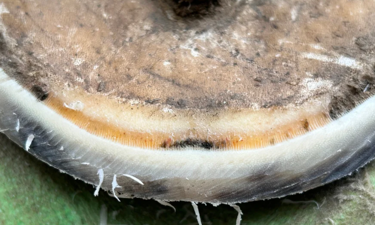 White Line in Horse Hooves
