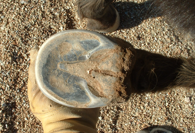 Sole of the Horse Hoof