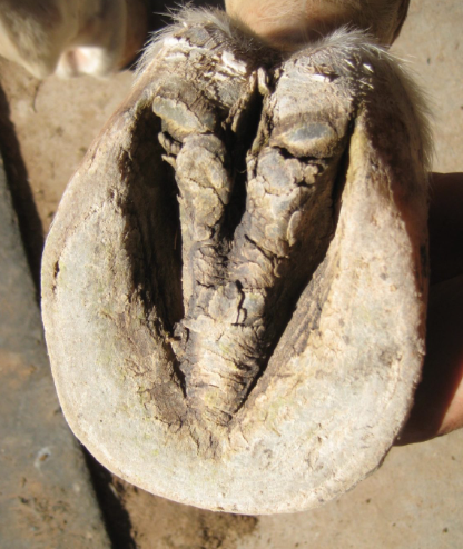 Frog of the Horse Hoof