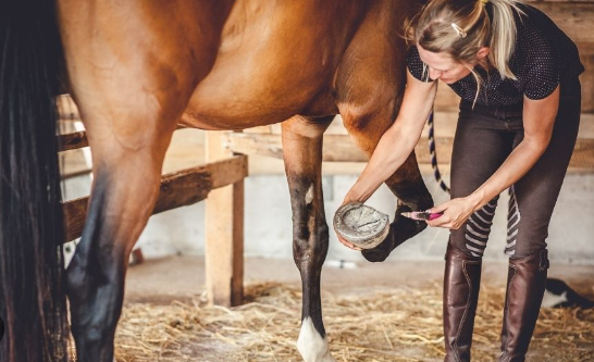 Complete Horse Hoof Care Guide