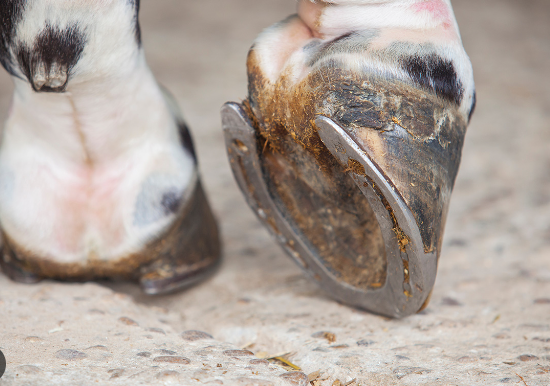 Hoof Care Mistakes to Avoid
