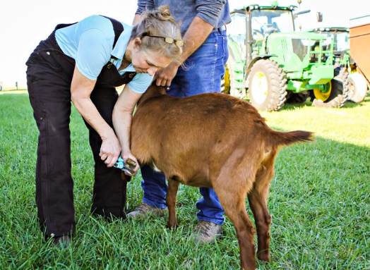 Pasture Management for Hoof Health