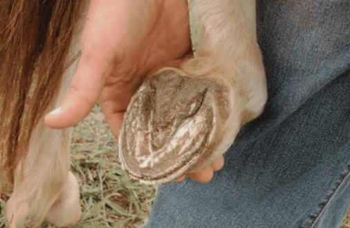 Horse Hoof Pain Signs
